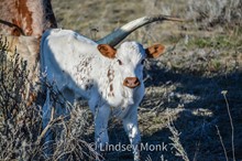 BSL Rhubarb Bull