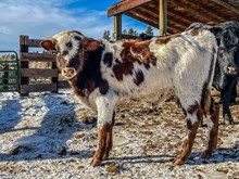 BSL SHINY Bull 