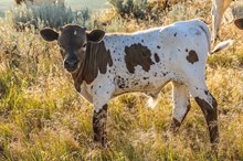 BSL COPPER SAGE BULL