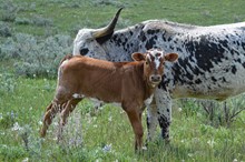 BSL Bull Calf