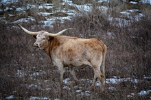 BSL CAPRIOLA