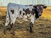 BSL COPPER SAGE BULL