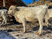 BSL PALE RIDER