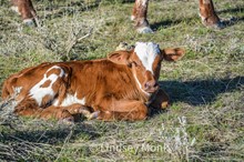 BSL Thriller Steer