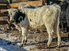 BSL LAKOTA