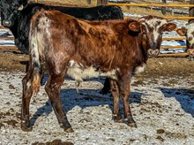 BSL Bull Calf