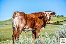 BSL Bull Calf