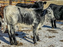 BSL COWBOY BLUES