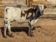 BSL FLY LIKE AN EAGLE